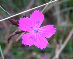 Carnation