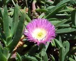 Carpobrotus specimen with pink flowers