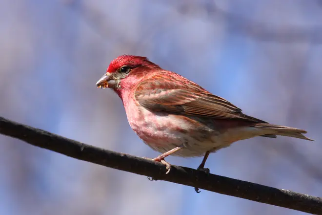 Carpodacus purpureus CT2