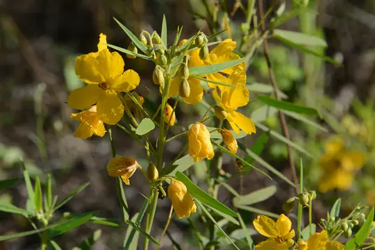Two-leaved Senna (Cassia roemeriana) - Fabaceae family