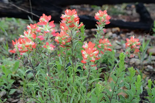 Texas indian Paintbrush (Castilleja indivisia)