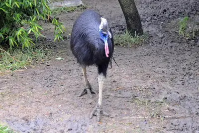 Casuarius casuarius 5279 W