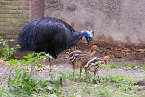 Casuarius casuarius-Artis Zoo -Netherlands -male and chicks-8c