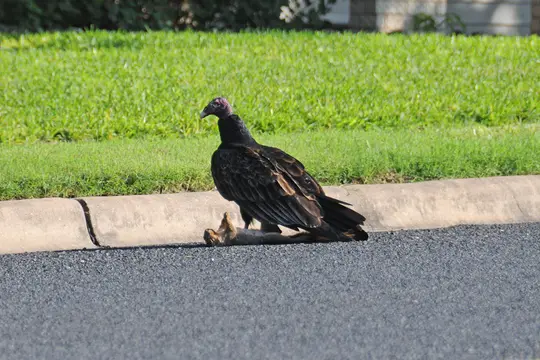 A Turkey Vulture preparing to enjoy a squirrel