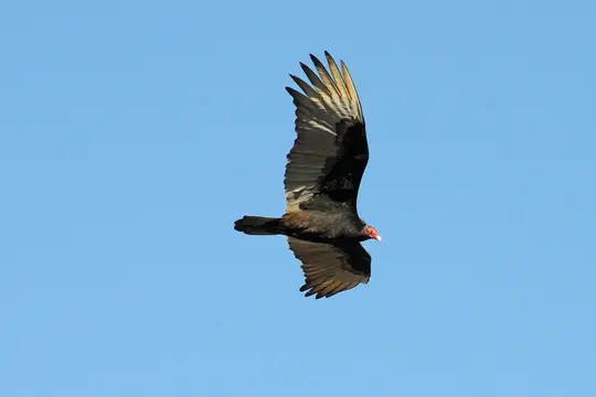 Turkey Vulture (Cathartes aura)