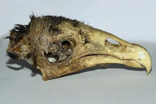 Turkey Vulture skull - note large nasal opening