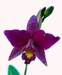 Orchid