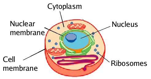 Cell parts