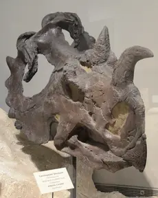 Centrosaurus (Texas memorial Museum)