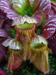 Cephalotus follicularis (Albany pitcher plant) Sun causes red color, shade causes green color
