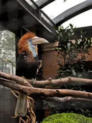 Yellow-casqued hornbill