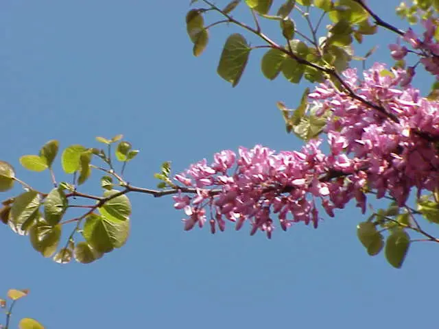 Cercis