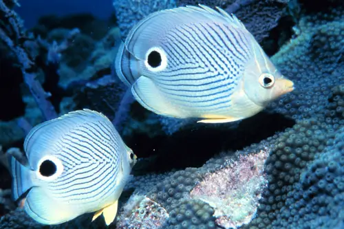 Chaetodon capistratus1