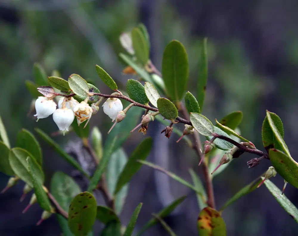 Chamaedaphne calyculata