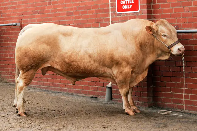 Charolais