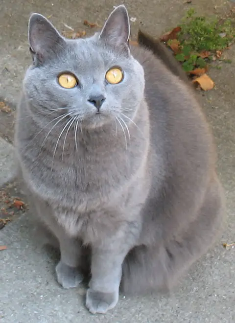 Chartreux cat J adult female 001