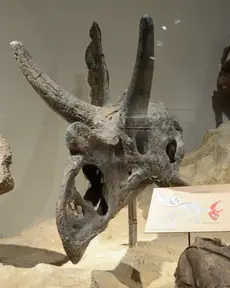 Chasmosaurus mariscalensis (Texas Memorial Museum)