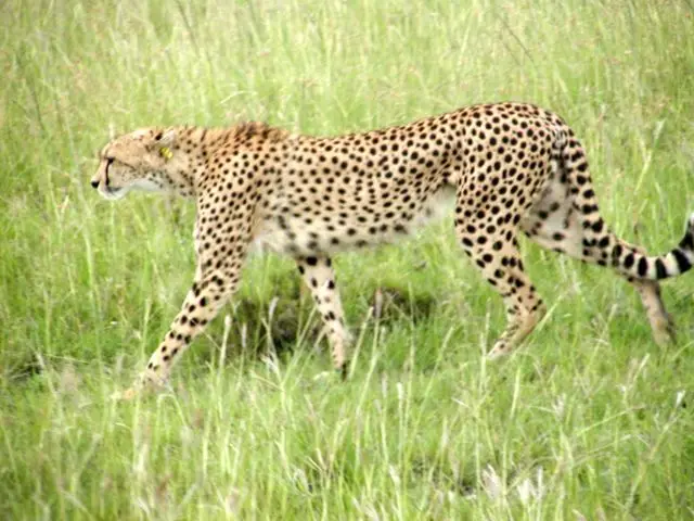 Cheetah in Kenya