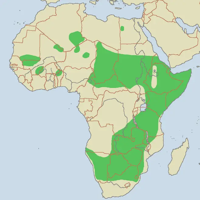 Cheetah range