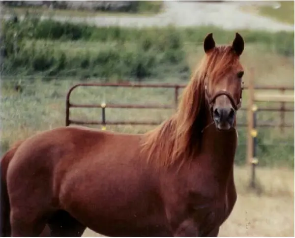 ChestnutSilver