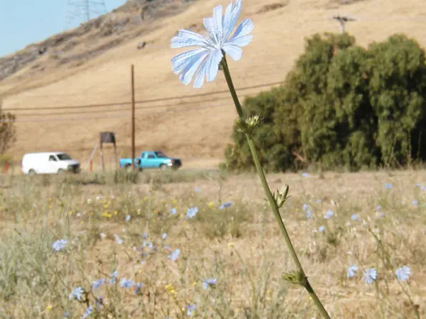 Chicory-m