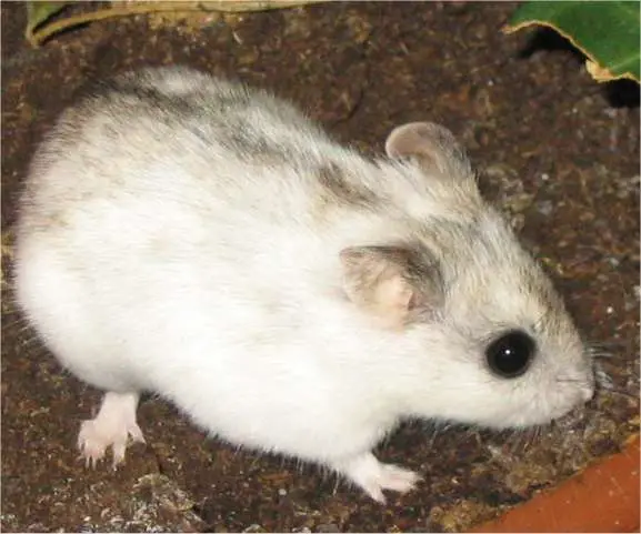 Chinese Hamster