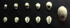 Shells