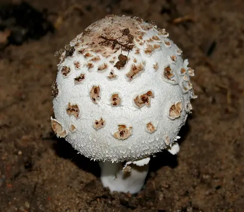 Chlorophyllum brunneum (Shaggy Parasol) W IMG 1234