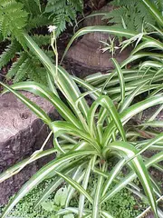 Chlorophytum comosum (Spider Plant)
