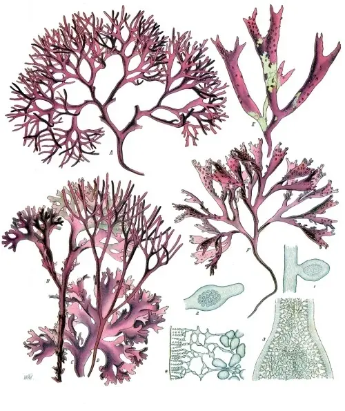 Chondrus crispus Chondrus crispus