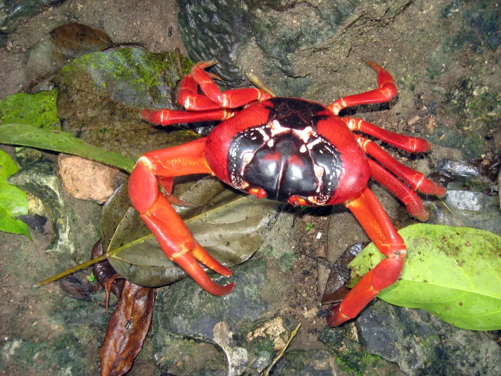 Gecarcoidea natalis