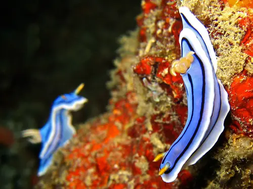 Nudibranch Chromodoria Iochi