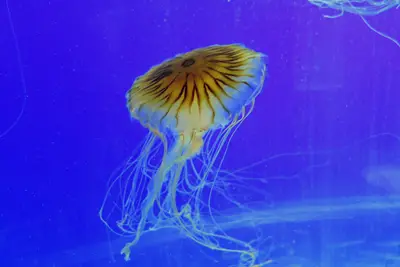 Chrysaora quinquecirrha 0554 W