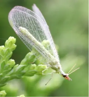 Neuroptera