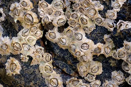 Chthamalus stellatus (Poli's Stellate Barnacle)