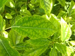 Iron Deficiency