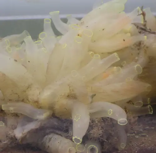 Ciona intestinalis (Vase Tunicate)