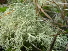 Lichens