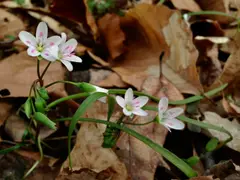 Spring Beauty