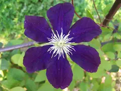 Clematis