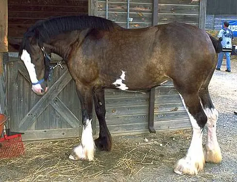 Clydesdale horse
