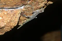 Peninsular Rock Gecko