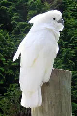 Umbrella Cockatoo Cacatua alba