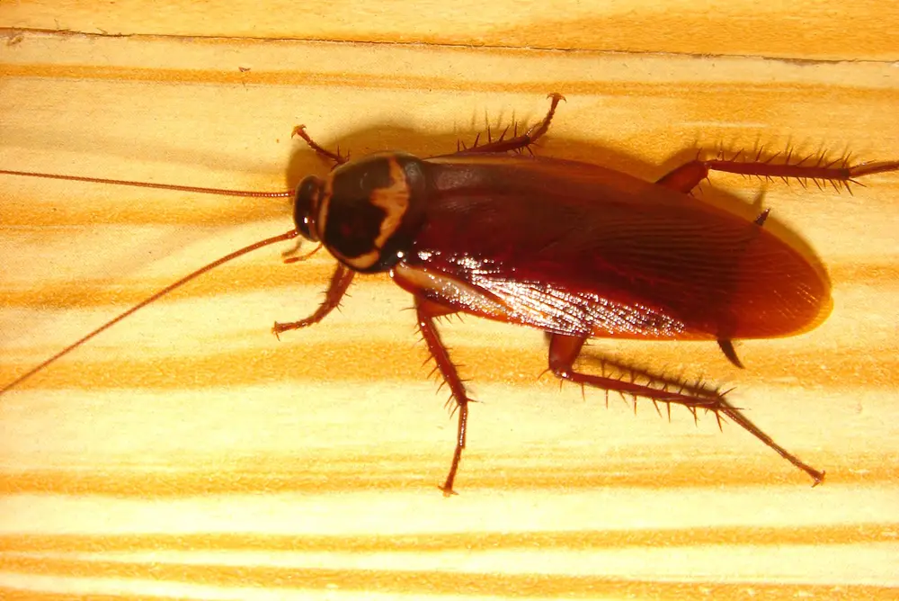 Blattodea
