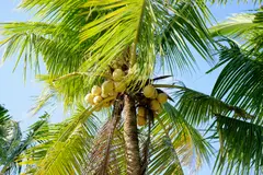 Coconut
