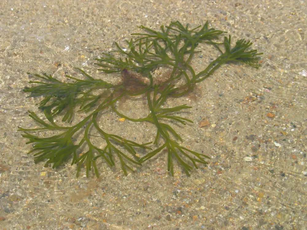 Codium fragile Codium