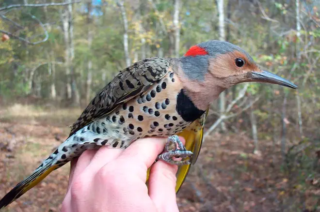 Colaptes auratus auratus1