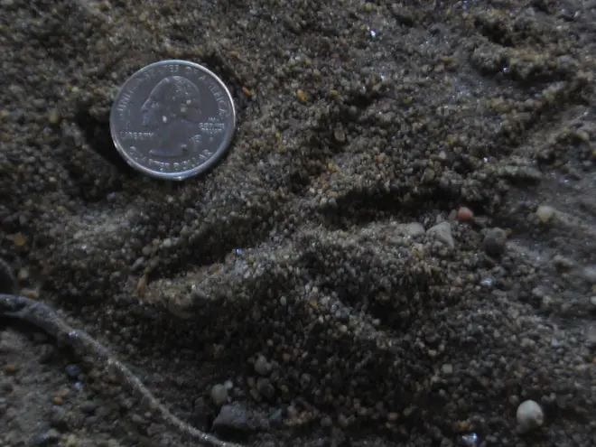 Columba livia tracks