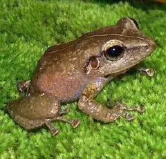 Common coquí (Eleutherodactylus coqui)