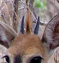 Common duiker: The male bears horns which can grow to 4.25 inches (11 cm) long.